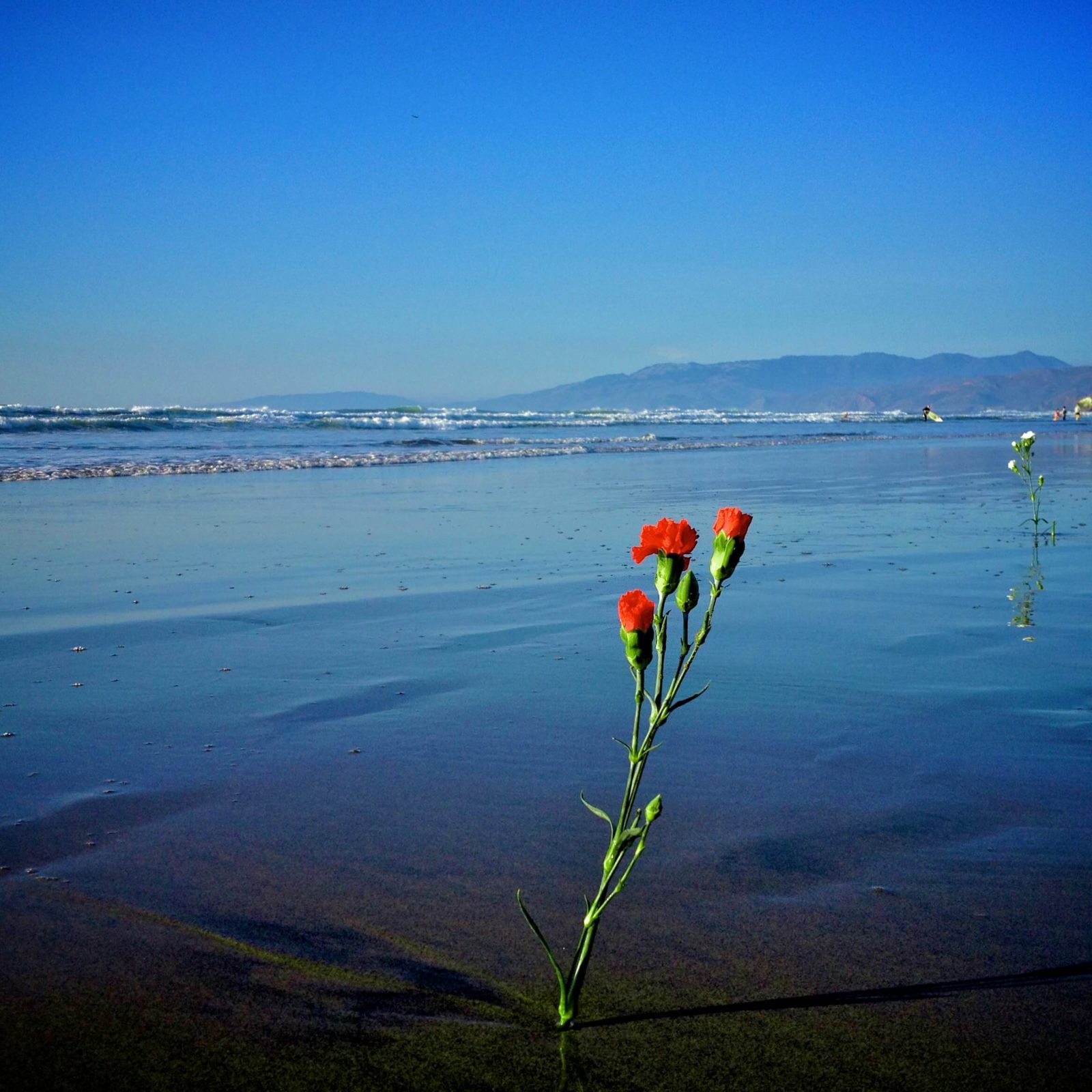 Ocean Beach, Ocean Beach Roses, Ocean Beach San Francisco