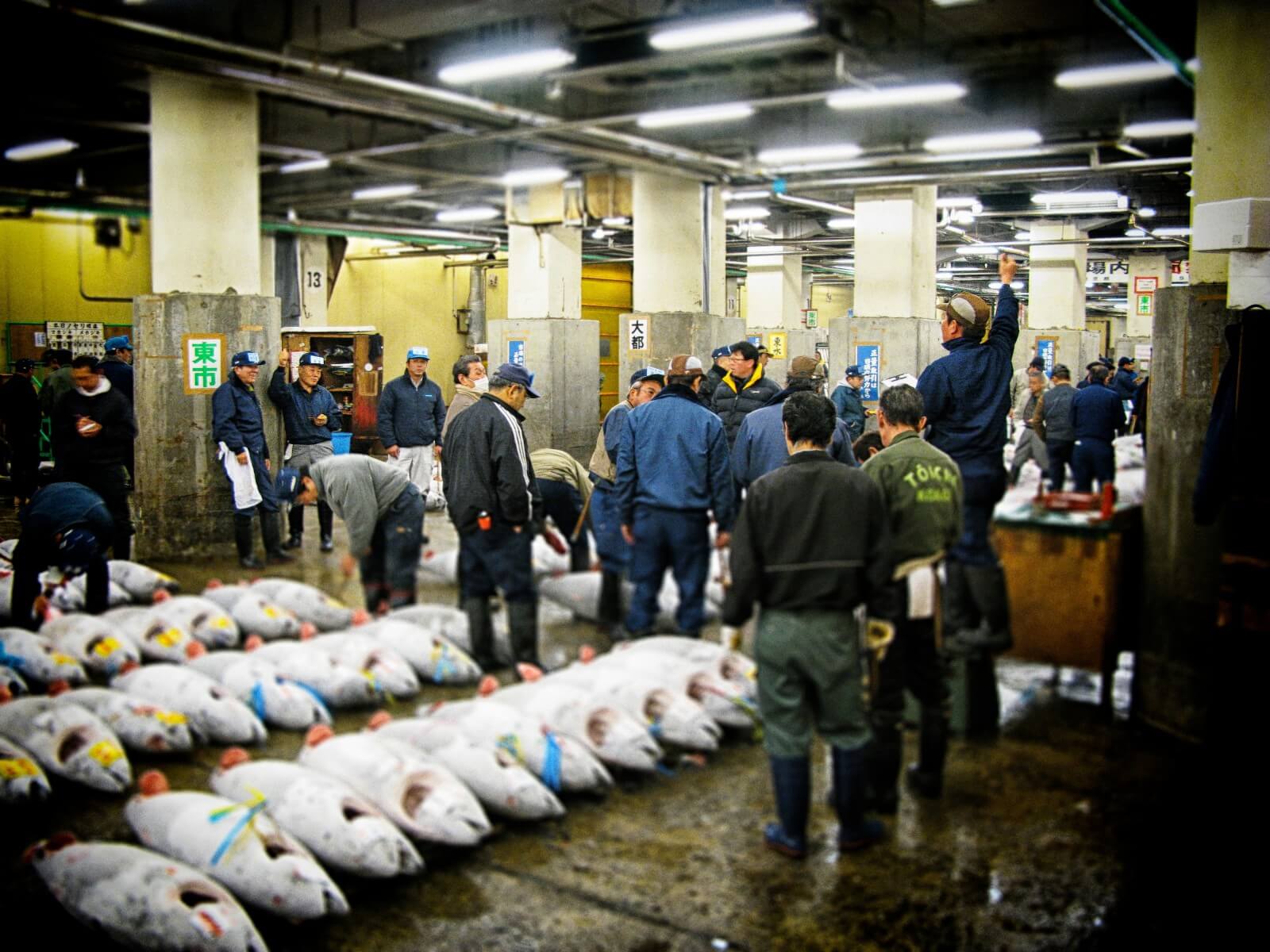 tokyo-fish-market-tsukiji-fish-market