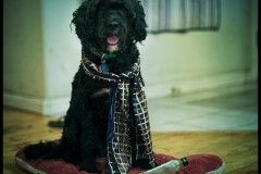 Sharka, the most interesting dog in the world