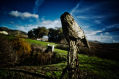 site specific, theatre, theater, san gregorio, bay area, san francisco, performance, documentation, sophocles, fragment, fish, dead