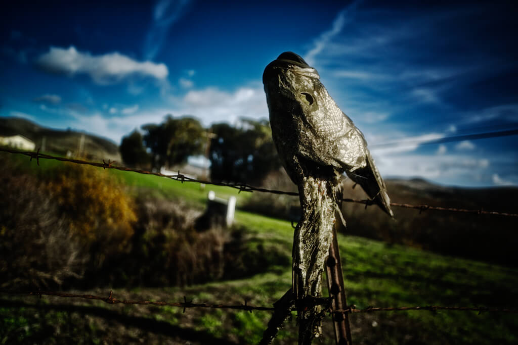 site specific, theatre, theater, san gregorio, bay area, san francisco, performance, documentation, sophocles, fragment, fish, dead