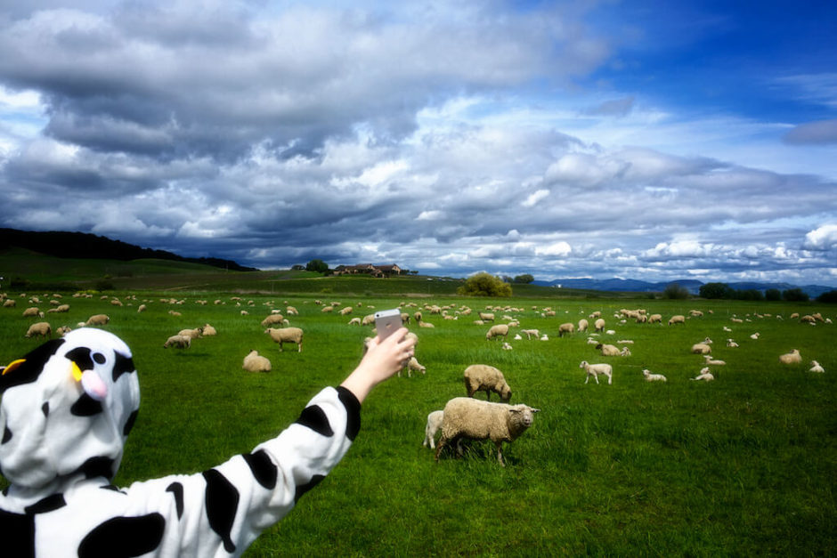 Yula Paluy, Sheep, Clouds, Marin, cow costume
