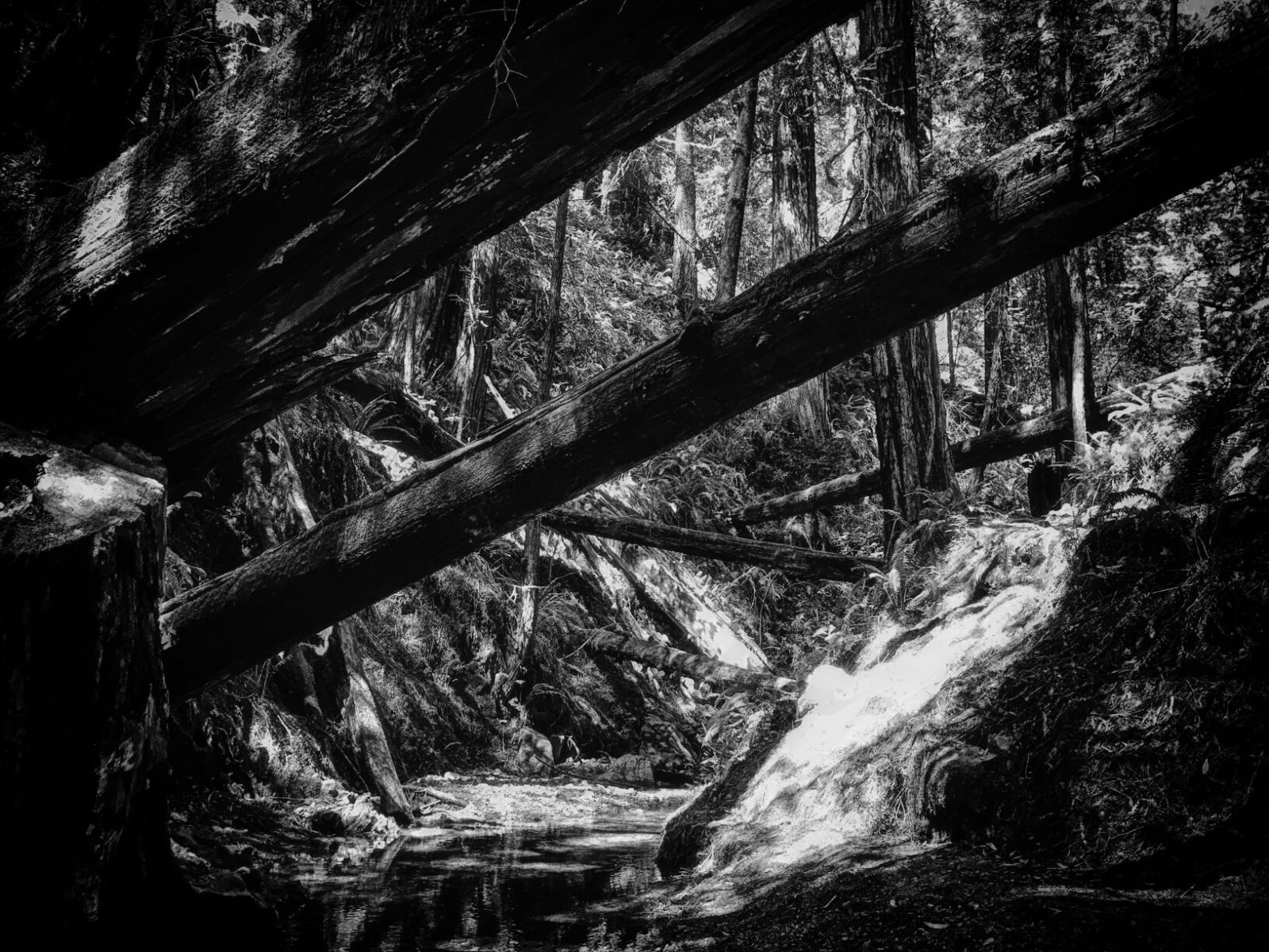 Steep Ravine, Dorothea Lange, photography, Marin, Stinson Beach, trail, California State Parks, nature, redwoods, black and white, iphone photography, adventure, bay area, wilderness, Jamie Lyons