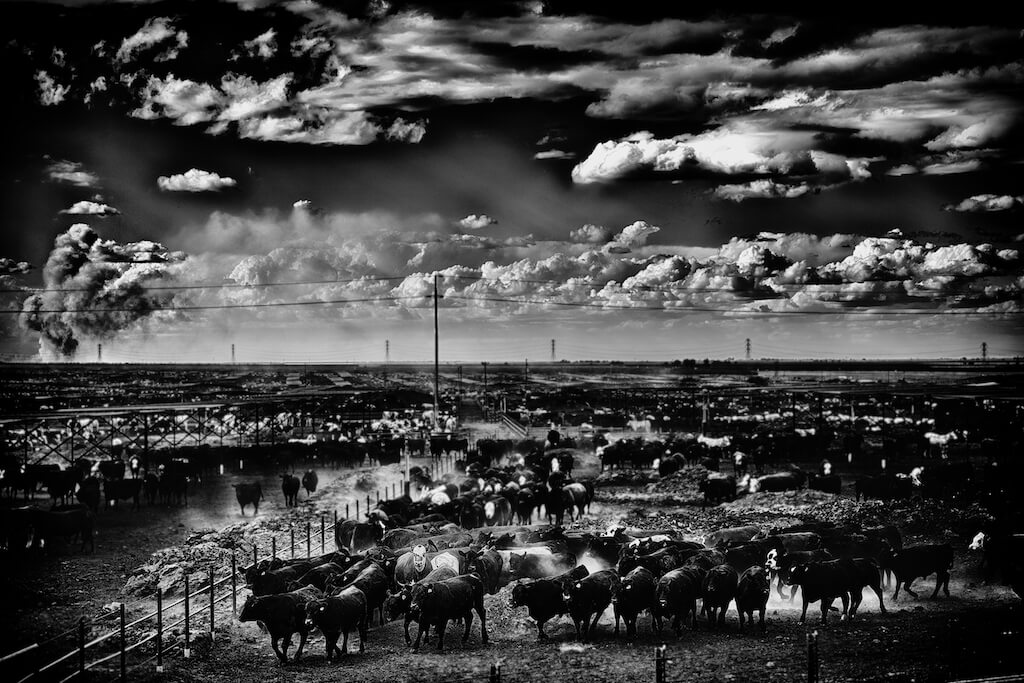 Harris Ranch, cattle ranch, beef, cows, Interstate 5, animal rights, humane, California Argriculture