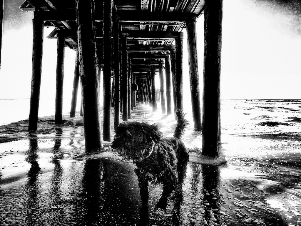 Capitola, Warf, Beach, ocean, boardwalk, portuguese water dog, Sharka