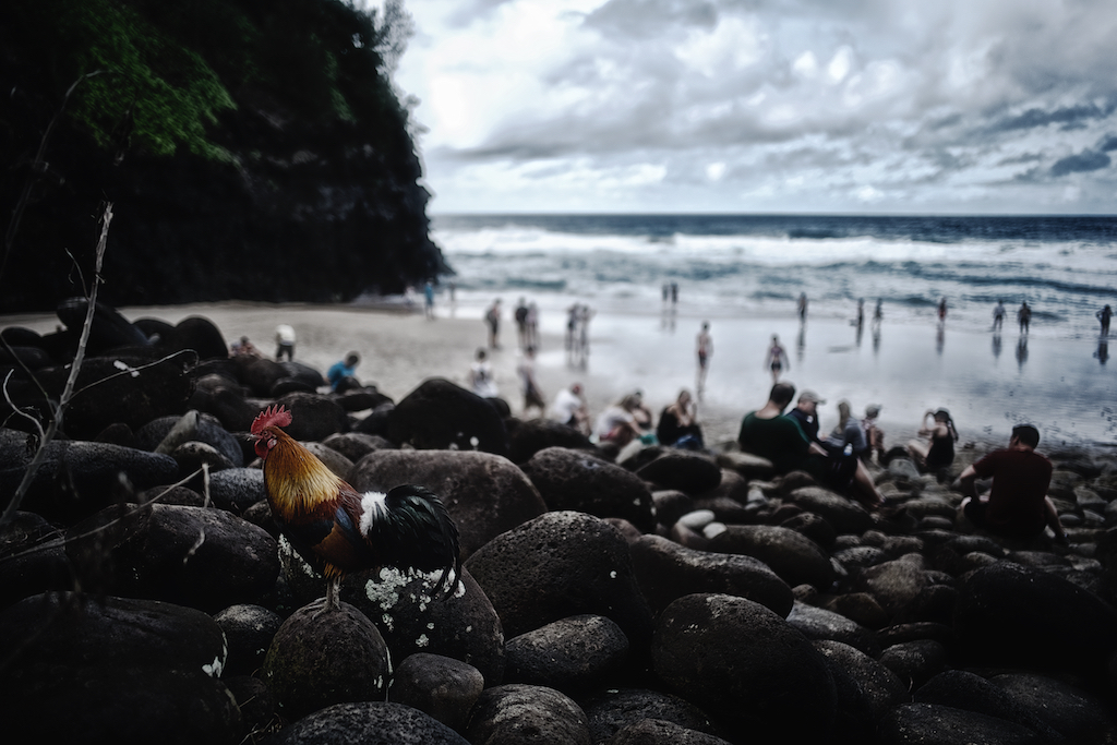 Kauai, Chickens, Kauai Chickens