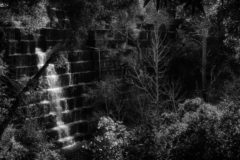 Jasper Ridge Biological Preserve, Stanford University, photography, Jamie Lyons, documentation, nature, Leica, black and white