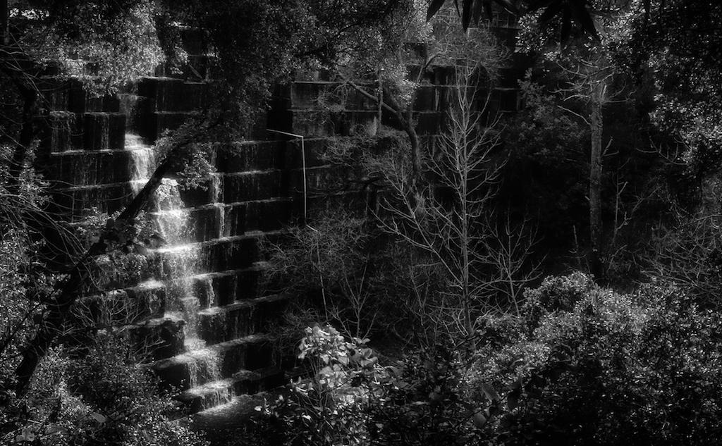 Jasper Ridge Biological Preserve, Stanford University, photography, Jamie Lyons, documentation, nature, Leica, black and white